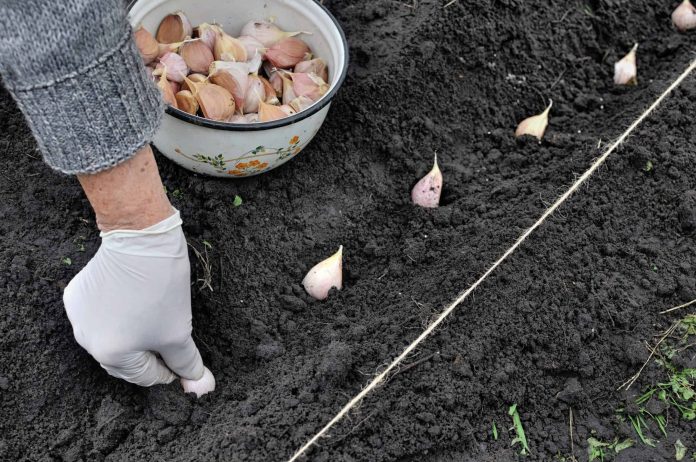 How to plant garlic